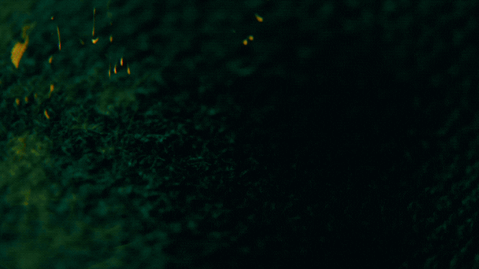 Ashes V4